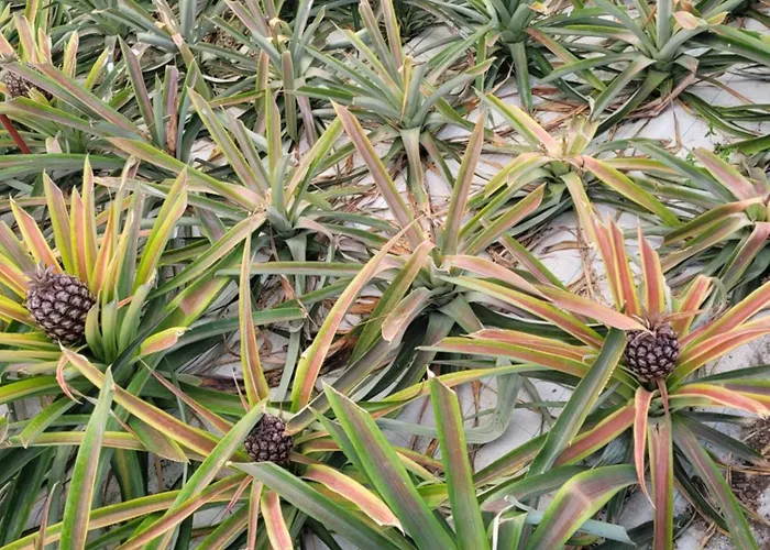 Casa Azorinas Ferienhaus Fenais da Luz
