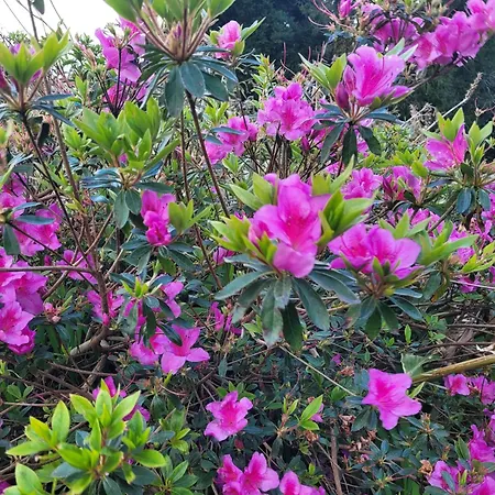 Nyaraló Casa Azorinas *