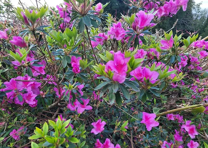 Nyaraló Casa Azorinas *